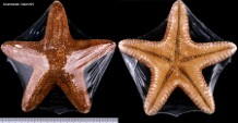 Estrelas-do-mar