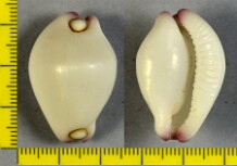 Cypraea