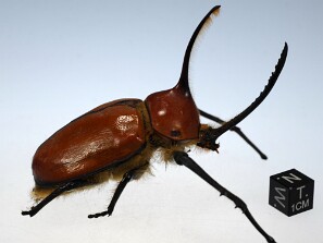 Insectos