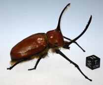 Insectos